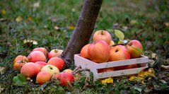 Äpfel auf Streuobstwiese